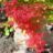 acer Hessei